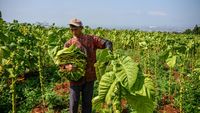 Begini Proses Panen Tembakau, Sudah Pernah Lihat Belum?