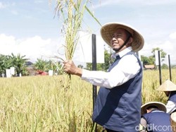 Bupati Fauzi Pastikan Stok Beras di Sumenep Aman Saat Ramadhan