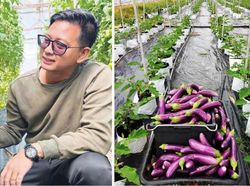 Cuan! Petani Sayur Sukses Ini Hasilkan Rp 1,3 M per Bulan