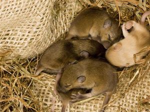 Ilmuwan di China Membiakkan Tikus dengan Dua Jantan, Bertahan hingga Dewasa Ilmuwan di China Membiakkan Tikus dengan Dua Jantan, Bertahan hingga Dewasa