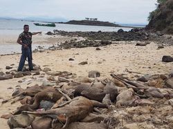 Kisah Iptu Suriadin Tolak Suap dari Pemburu Rusa di Pulau Komodo