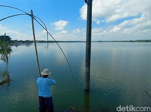 Berbulan-bulan Terendam Banjir, Ribuan Hektare Sawah di Pati Puso Berbulan-bulan Terendam Banjir, Ribuan Hektare Sawah di Pati Puso
