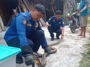 Hiii! Ada Ular Piton 3 Meter Lemas di Kandang Ayam Ngemplak Klaten