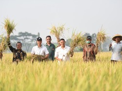 Walkot Kediri Panen Raya Padi, Hasilkan 7-8 Ton/Hektare