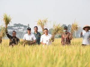 Walkot Kediri Panen Raya Padi, Hasilkan 7-8 Ton/Hektare Walkot Kediri Panen Raya Padi, Hasilkan 7-8 Ton/Hektare