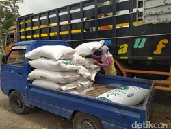 Rumput Kena Abu Merapi, Kementan Kirim 10 Ton Pakan Ternak ke Dukun Magelang