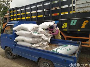 Rumput Kena Abu Merapi, Kementan Kirim 10 Ton Pakan Ternak ke Dukun Magelang Rumput Kena Abu Merapi, Kementan Kirim 10 Ton Pakan Ternak ke Dukun Magelang