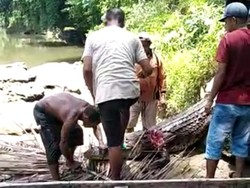 Buaya 4 Meter Terkam Wanita Paruh Baya di Sultra, Warga Ramai-ramai Tangkap