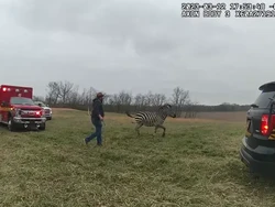 Di AS, Zebra yang Menyerang Manusia Ditembak Mati Polisi