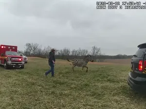 Di AS, Zebra yang Menyerang Manusia Ditembak Mati Polisi Di AS, Zebra yang Menyerang Manusia Ditembak Mati Polisi