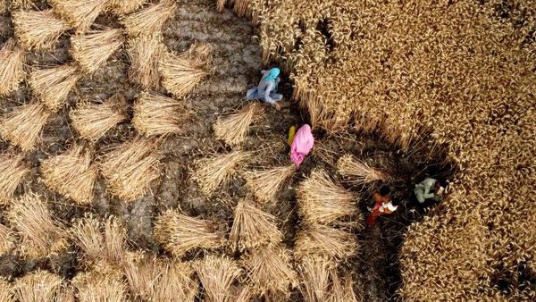 Melihat Panen Gandum di Pakistan