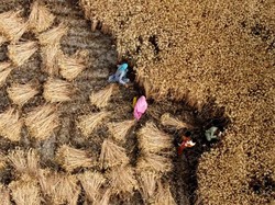 Rusia Tarik Diri dari Perjanjian Ekspor Gandum, RI Bisa Kena Getahnya?