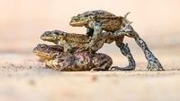 Karya Jawara Kontes Foto Hewan British Wildlife Photography Bikin Terkesima