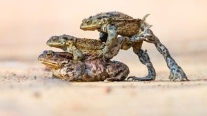 Karya Jawara Kontes Foto Hewan British Wildlife Photography Bikin Terkesima