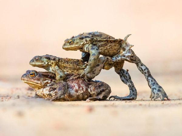 Karya Jawara Kontes Foto Hewan British Wildlife Photography Bikin Terkesima