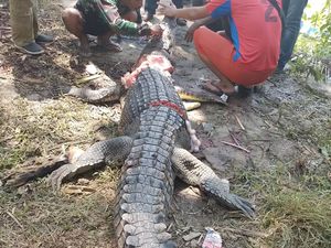Buaya 4 Meter yang Terkam Wanita Paruh Baya di Sultra Mati Ditebas Warga Buaya 4 Meter yang Terkam Wanita Paruh Baya di Sultra Mati Ditebas Warga