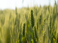 Harap Cemas Ancaman Krisis Pangan Gegara Rusia Keluar Perjanjian Ekspor