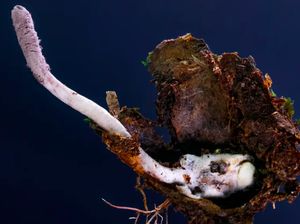 Ngeri! Jamur Spesies Baru Ini Bunuh Laba-laba Mirip Film The Last of Us