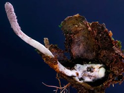 Ngeri! Jamur Spesies Baru Ini Bunuh Laba-laba Mirip Film The Last of Us