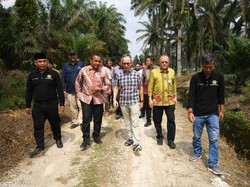 OJK Dorong Perbankan Tingkatkan Permodalan untuk Petani Sawit