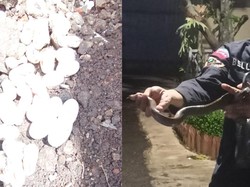 Heboh Ada 50 Telur Ular Ditemukan di Permukiman Warga Bandung