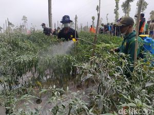 Ramai-ramai Bersihkan Abu Merapi Demi Selamatkan Lahan Cabai di Magelang Ramai-ramai Bersihkan Abu Merapi Demi Selamatkan Lahan Cabai di Magelang