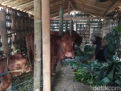 Peternak di Lereng Merapi Magelang Keluhkan Meroketnya Harga Pakan