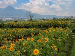 Murkanya Pemilik Ladang Bunga Matahari gegara Foto Bugil