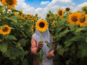 Potret Taman Bunga Matahari di Batu, Sayangnya Bakal Ditutup Potret Taman Bunga Matahari di Batu, Sayangnya Bakal Ditutup