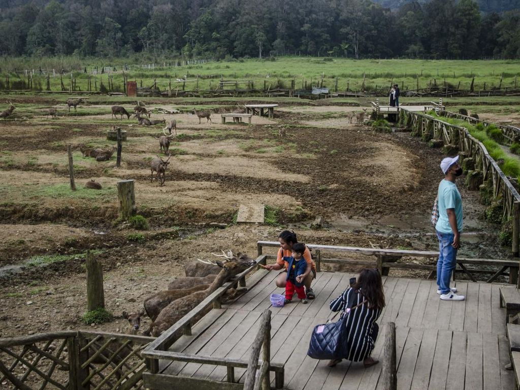 Ranca Upas Dibuka Lagi Usai Viral Rusak Akibat Event Motor Trail Ranca Upas Dibuka Lagi Usai Viral Rusak Akibat Event Motor Trail