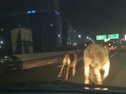 Nasib Sapi Disembelih Usai Lari-larian di Jalan Bebas Hambatan