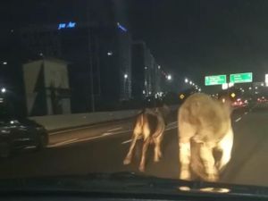 Nasib Sapi Disembelih Usai Lari-larian di Jalan Bebas Hambatan Nasib Sapi Disembelih Usai Lari-larian di Jalan Bebas Hambatan