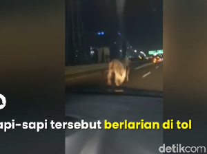 Sapi Lepas di Tol Cengkareng Lari Sejauh 3,8 Km, Begini Kondisinya Kini Sapi Lepas di Tol Cengkareng Lari Sejauh 3,8 Km, Begini Kondisinya Kini