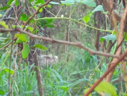 Penampakan Sapi di Taman Niaga Soetta Usai Lari dari Tol Cengkareng