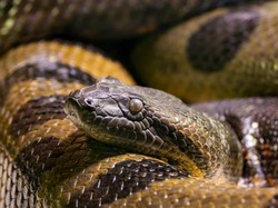 Monster Anakonda Bikin Geger gegara Masuk Permukiman Warga