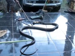 Nasib Ular King Kobra di Paser Mati Dipukul Bambu Usai Masuk ke Rumah Kades