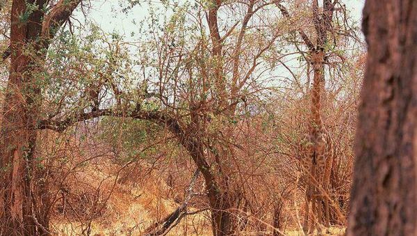 Bikin Mata Melotot, Coba Temukan Objek Dari Foto Kamuflase Ini