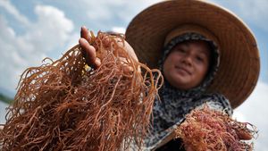 Harga Rumput Laut di Buton Utara Turun