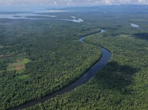 Lanskap Asri Hutan Mangrove di Buton Utara