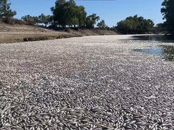 Waduh! Jutaan Ikan di Australia Mati Secara Tiba-tiba