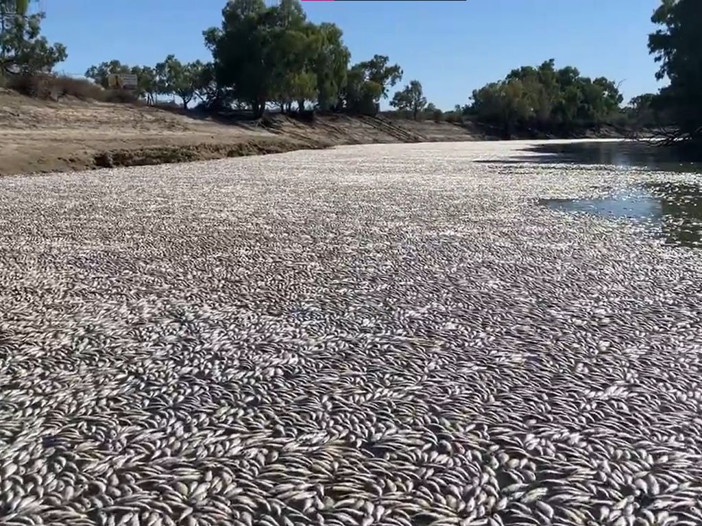 Jutaan Ikan di Australia Mati Mendadak gegara Gelombang Panas Jutaan Ikan di Australia Mati Mendadak gegara Gelombang Panas