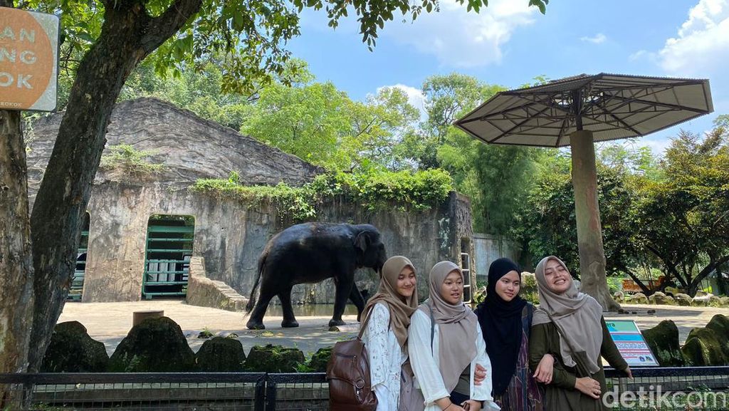 Ide Aktivitas Seru di Ragunan, Tak Hanya Lihat Satwa! Ide Aktivitas Seru di Ragunan, Tak Hanya Lihat Satwa!