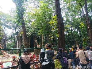 Ragunan Destinasi Favorit buat Akhir Pekan, Gowes sampai Kuliner Bisa Dicoba