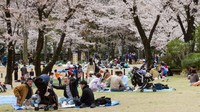 Potret Warga Jepang Asyik Piknik di Bawah Pohon Sakura yang Mekar