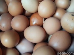 Siap-siap! Besok Bansos Telur dan Ayam Mulai Meluncur