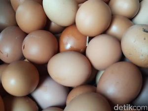 Siap-siap! Besok Bansos Telur dan Ayam Mulai Meluncur Siap-siap! Besok Bansos Telur dan Ayam Mulai Meluncur