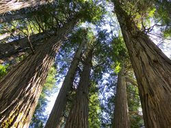 Video: Perlu Waktu 100 Tahun Bagi Hutan Kembali ke Ekosistem Awal