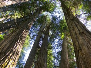 Sejarah dan Tema Hari Hutan Internasional 2023 Sejarah dan Tema Hari Hutan Internasional 2023