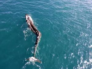 Kisah Pilu Paus Skoliosis di Pantai Spanyol, Berenang dengan Punggung Bengkok