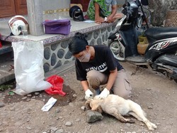 Anjing Mati Setelah Gigit 4 Warga, Sampel Otak Dikirim ke Lab